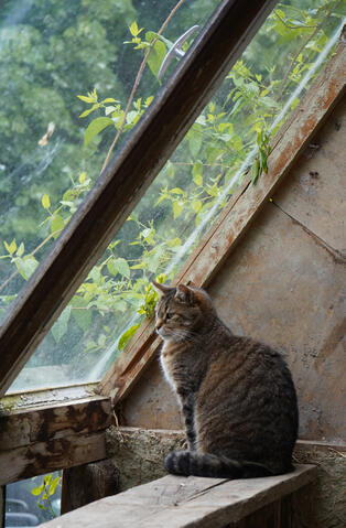 Chat - Eoptopia