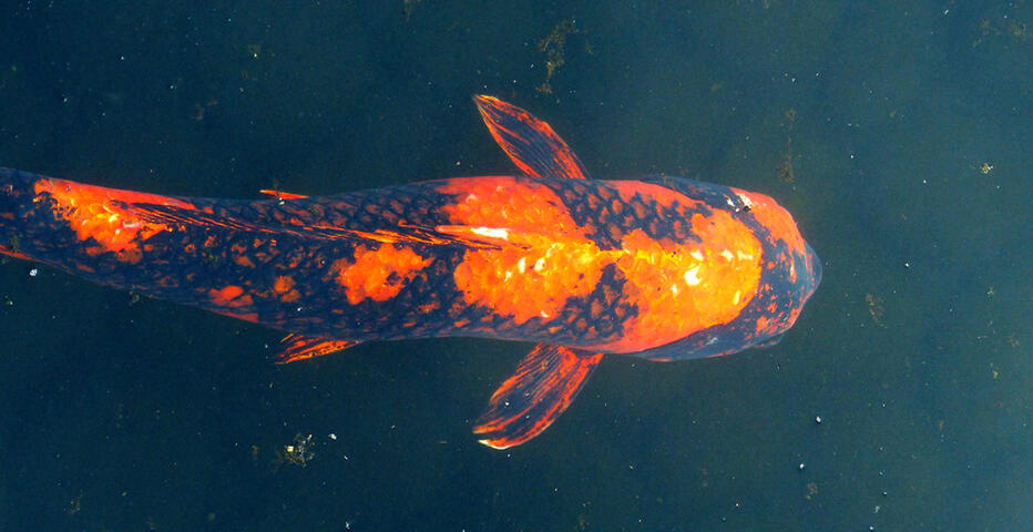 Carpe Koi